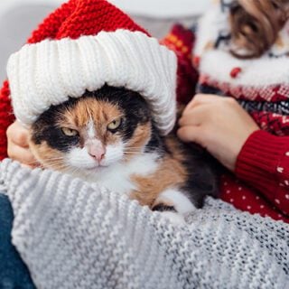 A white, black and orange calico cat with green eyes is wearing a knit red and white Santa hat. The cat looks very grumpy. The cat is lying on a gray knit blanket spread over a woman’s lap. Her face is out of frame, she is wearing a red holiday sweater and blue jeans.