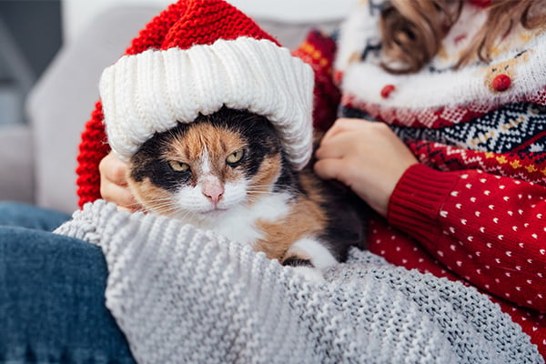 A white, black and orange calico cat with green eyes is wearing a knit red and white Santa hat. The cat looks very grumpy. The cat is lying on a gray knit blanket spread over a woman’s lap. Her face is out of frame, she is wearing a red holiday sweater and blue jeans.